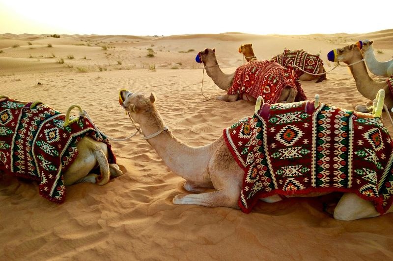 desert-safari-dubai_large.jpg