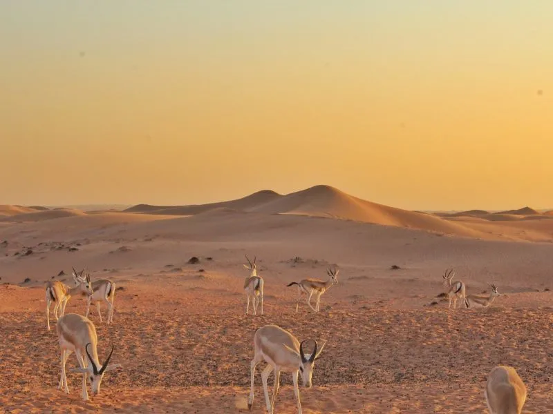 12 Destinasi Dubai Wisata & Pengalaman yang Wajib Dicoba!
