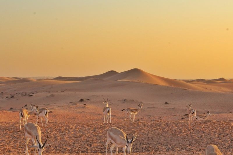 dubai-wisata_large.jpg