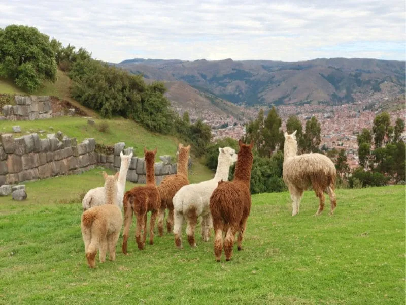 family-trips-to-south-america.webp