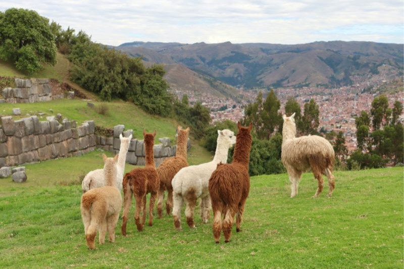 family-trips-to-south-america_large.jpg