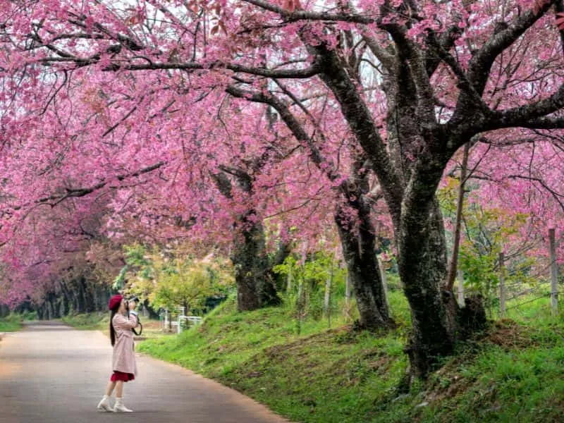 Itinerary Korea Cherry Blossom | Sakura Cantik Musim Semi