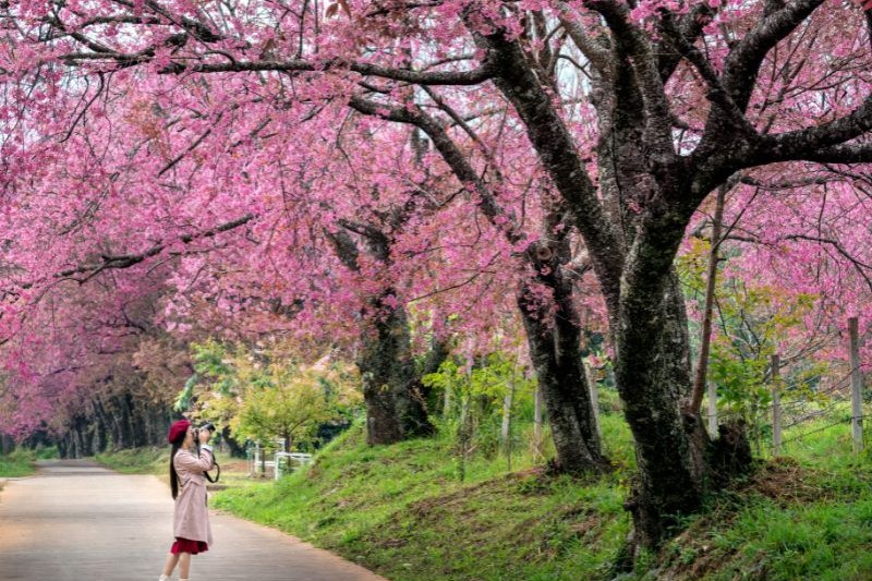 itinerary-korea-cherry-blossom_large.jpg