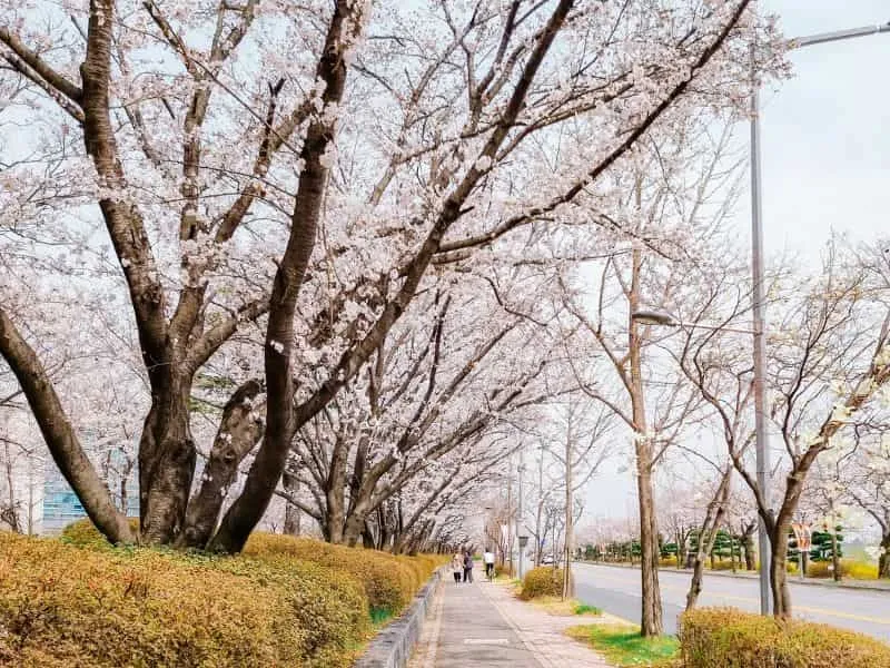 Panduan Lengkap Korea Itinerary Cherry Blossom!