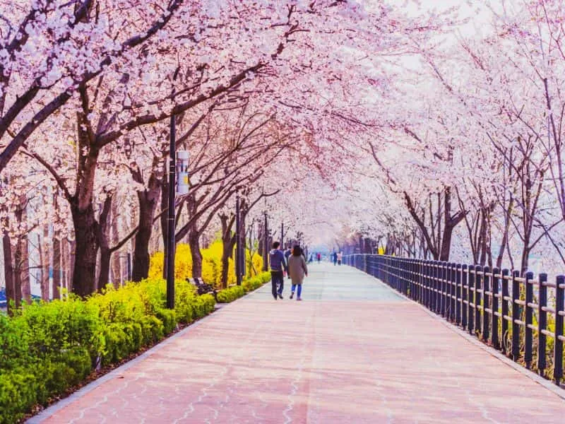 Korea Tour Agency: Paket Terlengkap