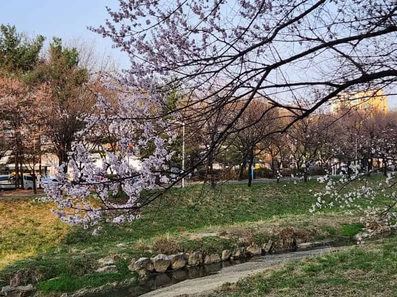 Korea Tour Itinerary Autumn 2025 | Mulai 12 Jutaan!