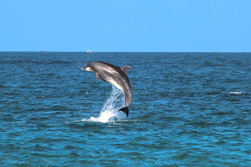 lovina-dolphin-tour_large.jpg