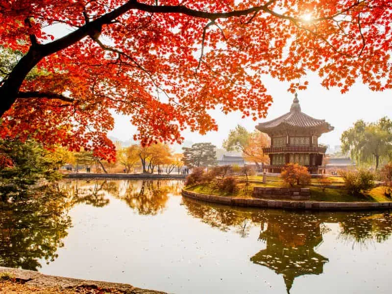 Musim Gugur di Korea: 5 Hal tentang Waktu dan Daun Merah