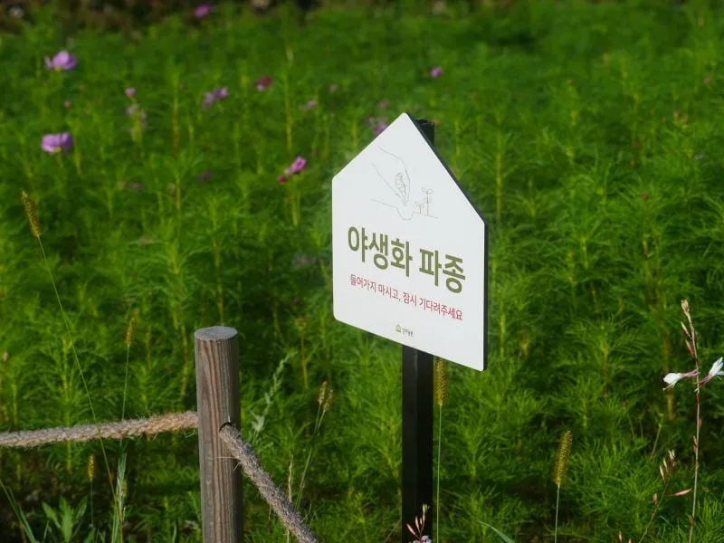 Musim Panas di Korea Bulan Apa? Panduan Summer Seru
