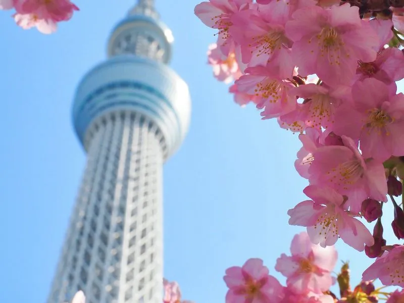 Musim Sakura di Jepang: Jadwal Mekar dan Hanami