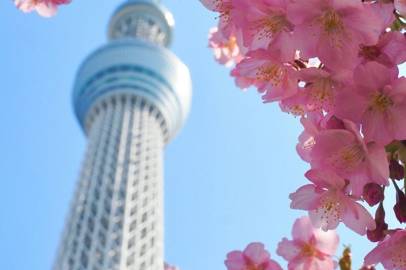 musim-sakura-di-jepang_large.jpg