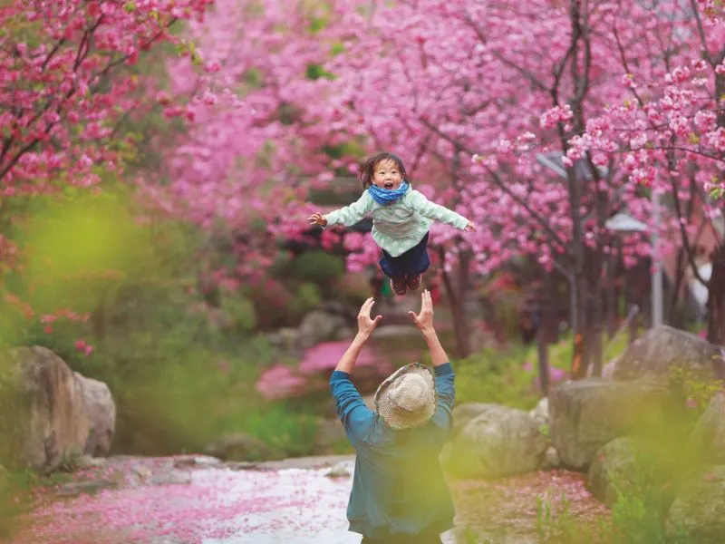 Musim Semi di Korea: Cuaca, Outfit, dan Tempat Wisata