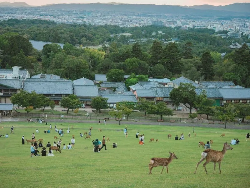 14 Tempat Wisata Nara, Kota Rusa di Jepang