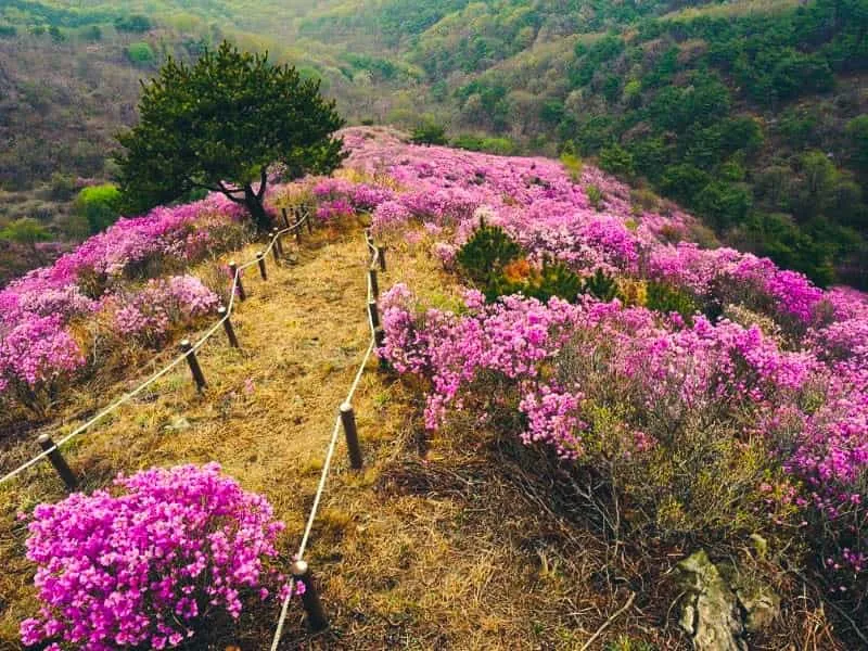 Open Trip Ke Korea: Daftar Wisata Alam Terbaik di Incheon 2024