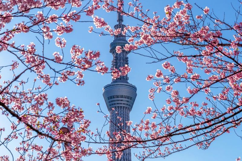 open-trip-tokyo-sakura-kawazu_large.jpg