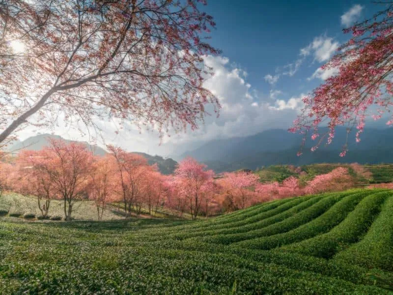 Paket Honeymoon Vietnam Paling Populer 2024