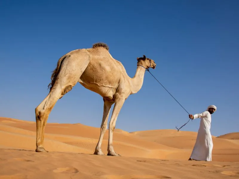 Paket Liburan Keluarga ke Dubai + Desert Safari