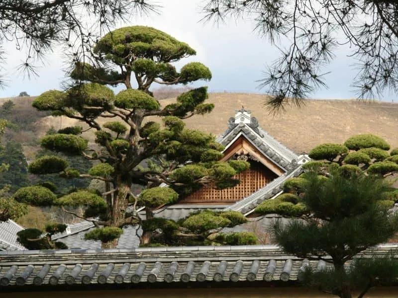 Paket Tour Jepang 2 Minggu 2026 - Mulai 35 Juta