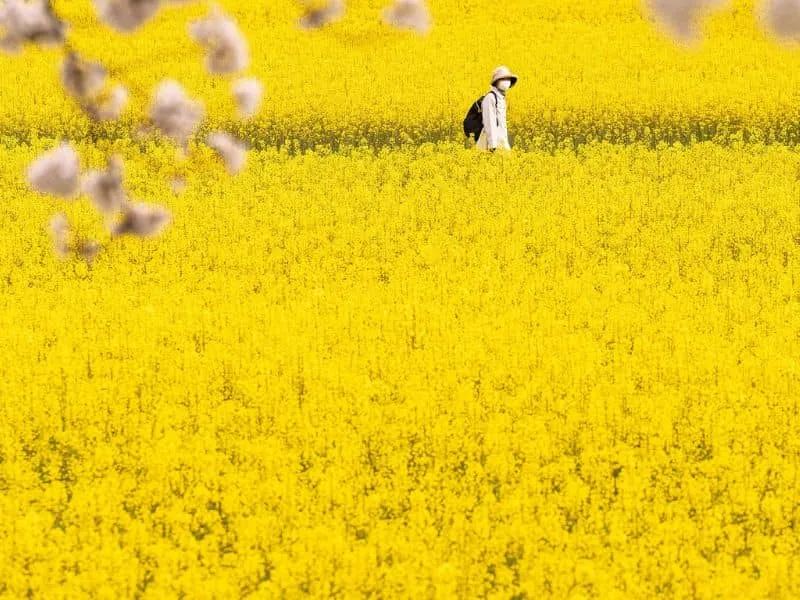 Paket Tour Jepang Autumn Foliage: Saksikan Pesona Musim Gugur yang Memukau