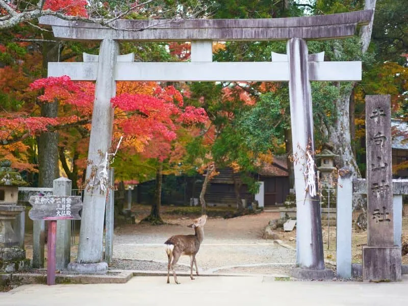 Paket Tour Jepang Keluarga Murah 5 Hari – Mulai 10 Jutaan!