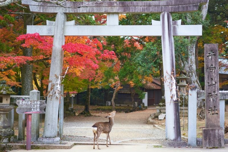 paket-tour-jepang-keluarga-murah-5-hari_large.jpg
