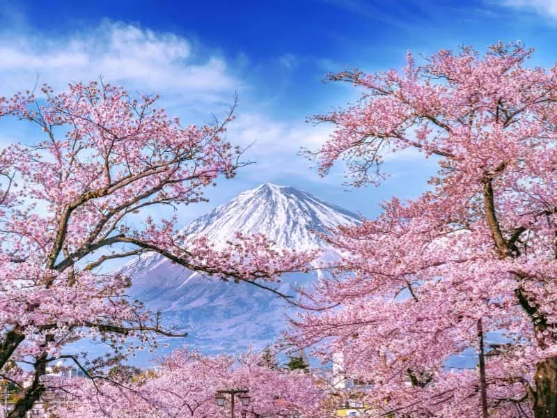 Harga Promo Paket Tour Jepang Musim Sakura 2025 Terbaik