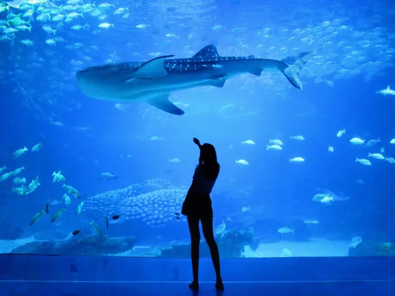 Paket Tour Jepang Okinawa, Mulai 20 Jutaan!