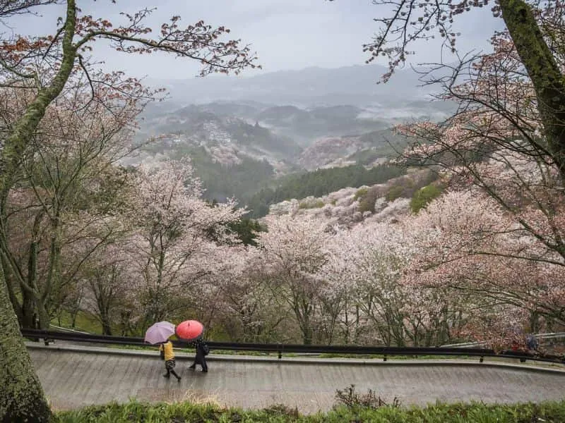 Paket Tour Jepang Rekomendasi? Harga Mulai 15 Jutaan!