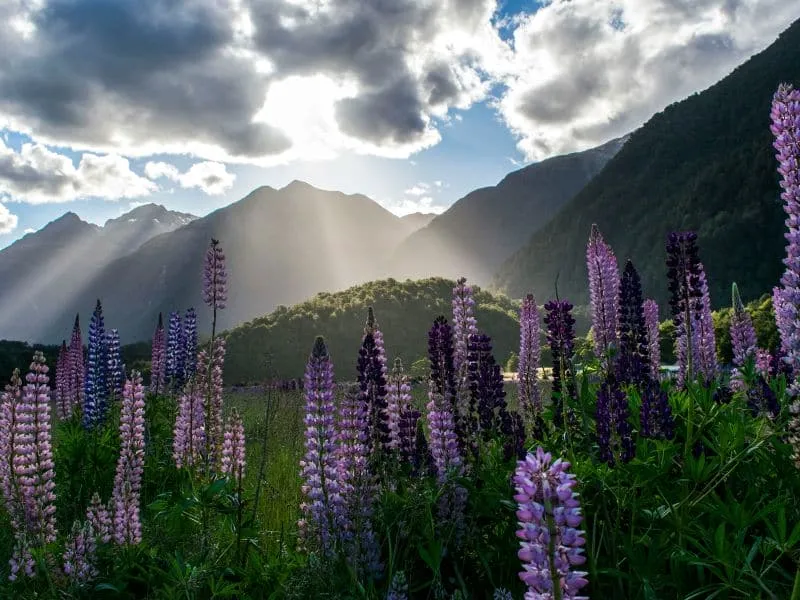 Paket Tour Australia New Zealand 2026 - Mulai 45 Juta