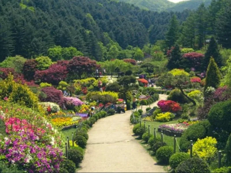 Paket Tour Korea 10 Hari 2024: Yuk Jelajahi Keindahan Garden Of Morning Calm