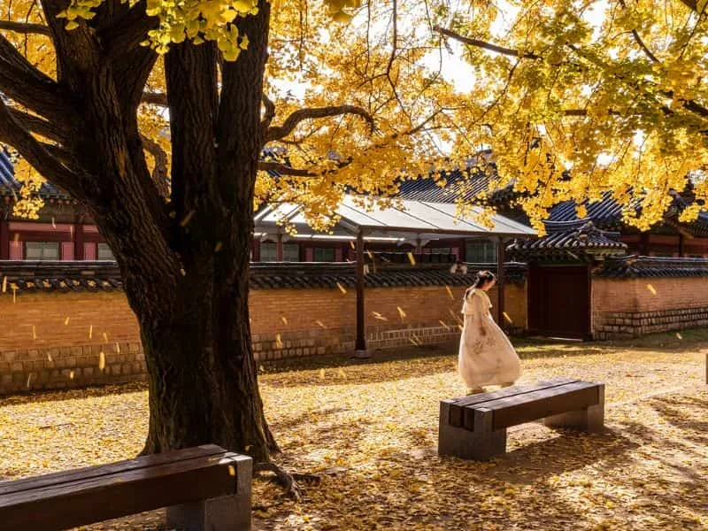 Paket Tour Korea Harga Terjangkau dari Callista Tour, Jangan Tunda Lagi!