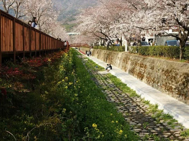 Paket Tour Korea Musim Semi 2024 Untuk Liburan Paling Berkesan!