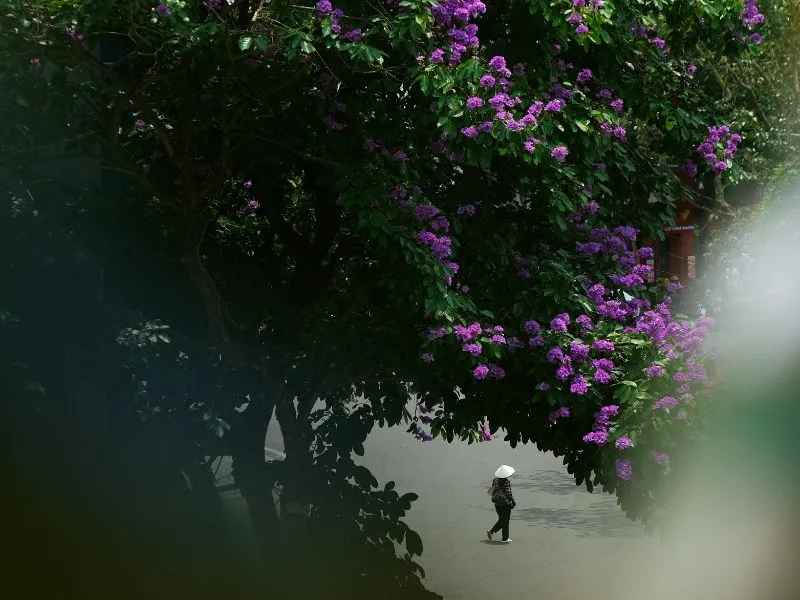 Paket Tour Vietnam Hanoi Sapa, Harga Mulai 10 Jutaan!