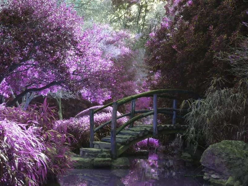 Paket Wisata Hwadam Botanic Garden: Musim Gugur Terbaik!