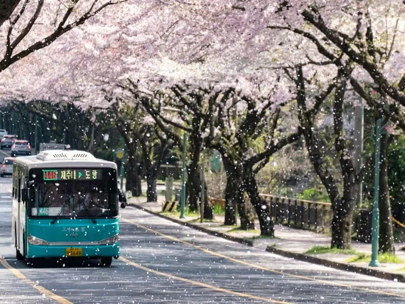 Paket Wisata Korea Selatan 2024: Fasilitas Lengkap!