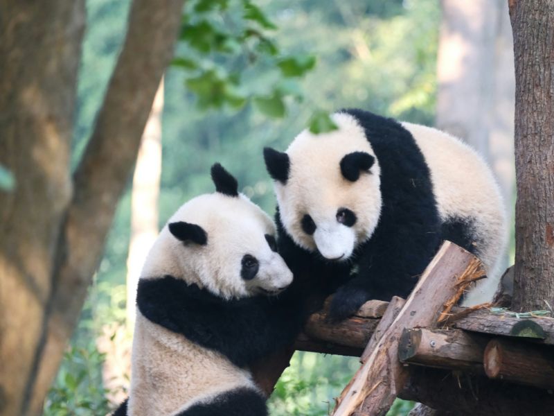 Panda Breeding Base Chengdu: Melihat Panda di China