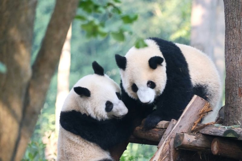 panda-breeding-base-chengdu_large.jpg