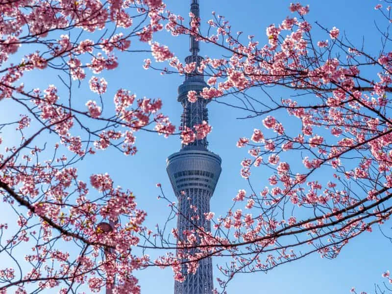 12 Spot Seoul Sakura & Tips Liburan Musim Semi