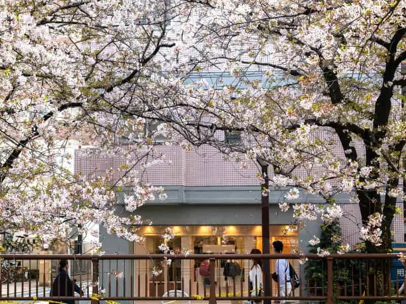 Top Spring Destinasi Korea - Paket Sakura Harga Terbaik!
