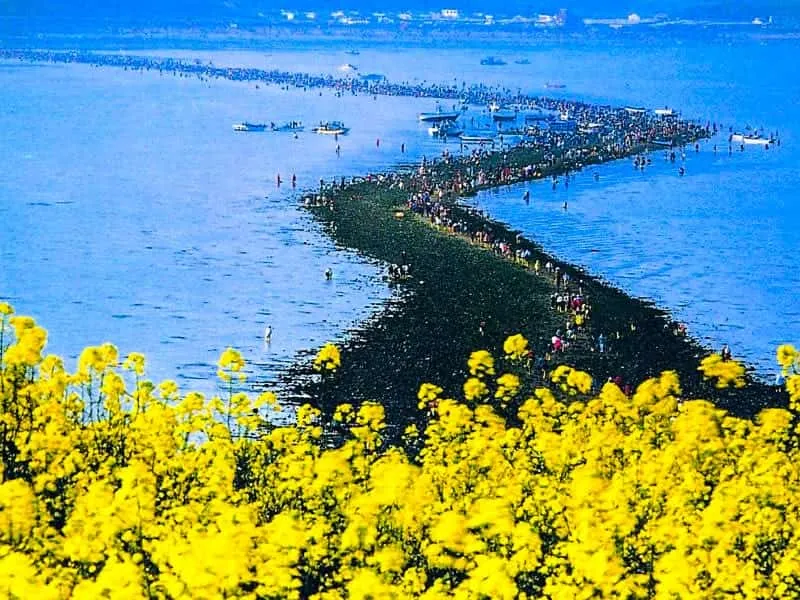 Tempat Wisata di Korea Selatan: Yuk ke Festival Musim Semi 2024