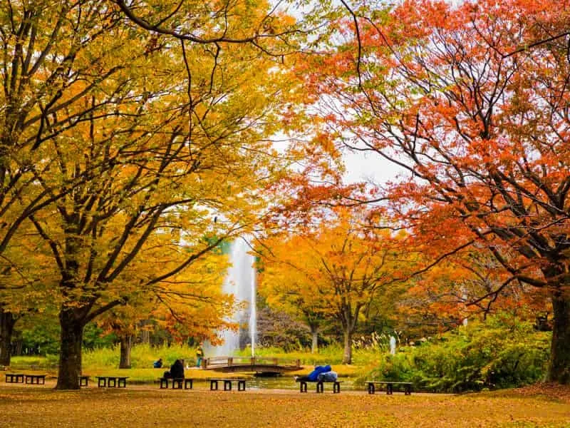 Tempat Wisata Jepang Tokyo: Cek Spot Bersantai di Paling Recomended!