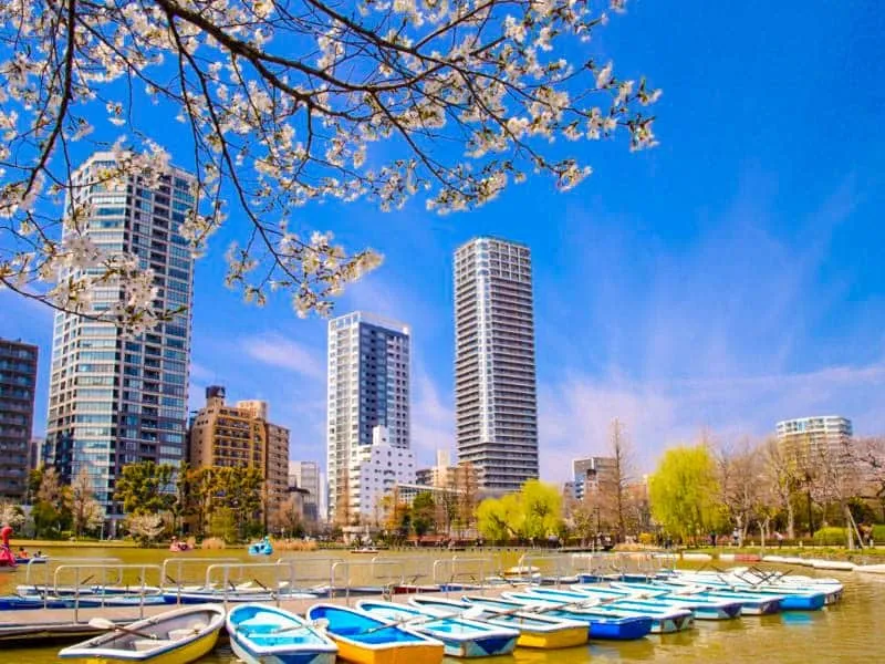 Tempat Wisata Jepang yang Murah dan Bagus: Yuk Piknik di Ueno Park Tokyo!