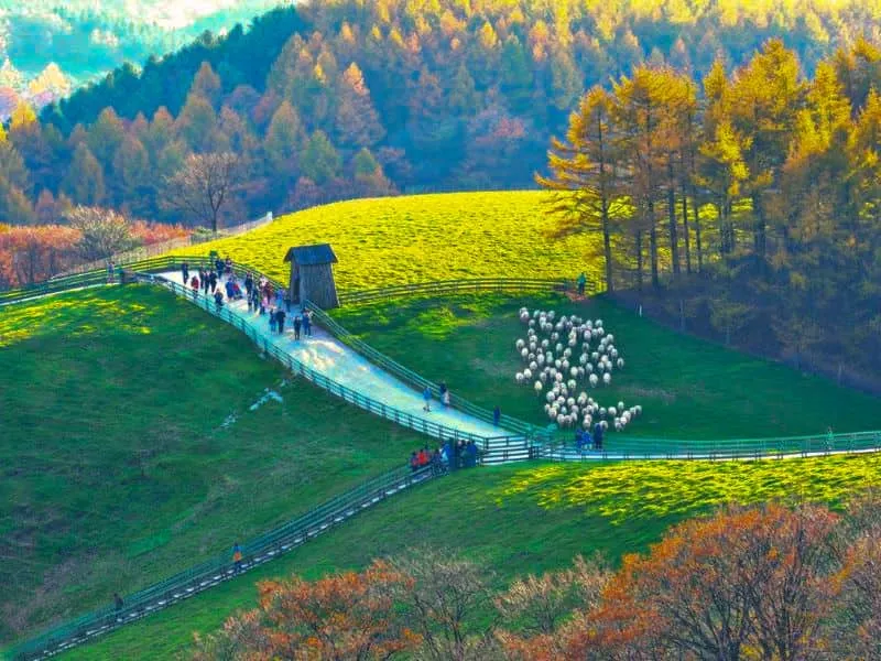 7 Tempat Wisata Musim Gugur di Korea Paling Memukau