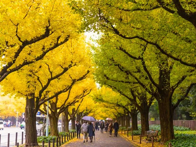 10 Rekomendasi Tempat Wisata Musim Gugur di Tokyo