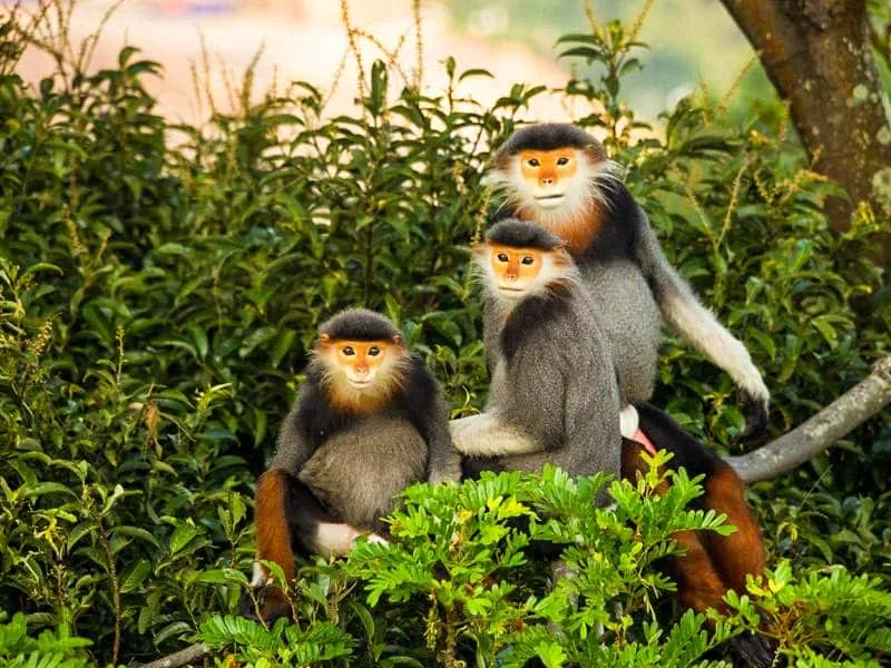 Tempat Wisata Terkenal di Vietnam: Liburan Sejarah di Hai Phong!