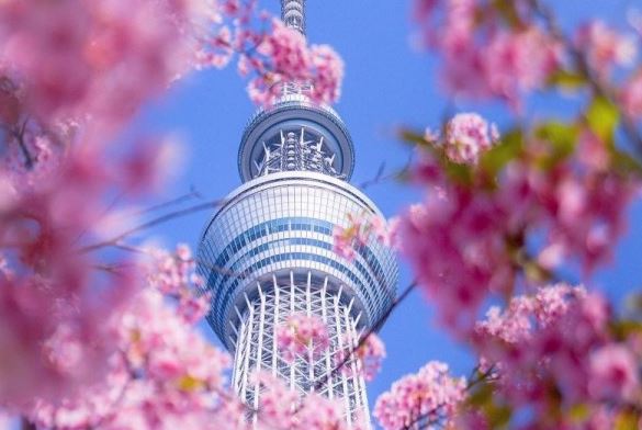 Tour Jepang 2024, Petualangan Seru di Negeri Sakura