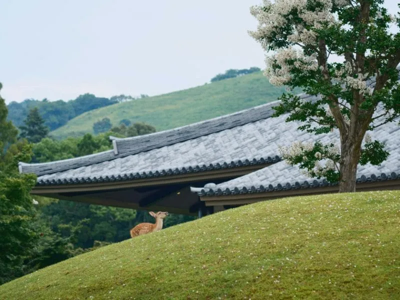 Tour Jepang 5 Hari under 15 Juta: Liburan Hemat Negeri Sakura!