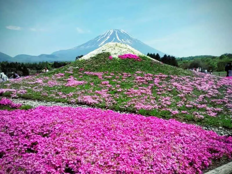 Tour Jepang Golden Week Shibazakura Festival, Mulai 18 Jutaan!
