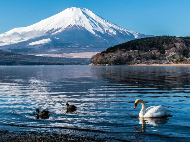 Tour Jepang Gunung Fuji: Jelajahi Bersama Callista Tour!