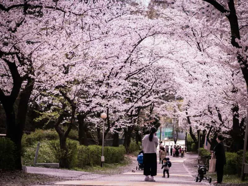 Tour Korea Juni 2024: Jelajahi Negeri Ginseng di Musim Semi!